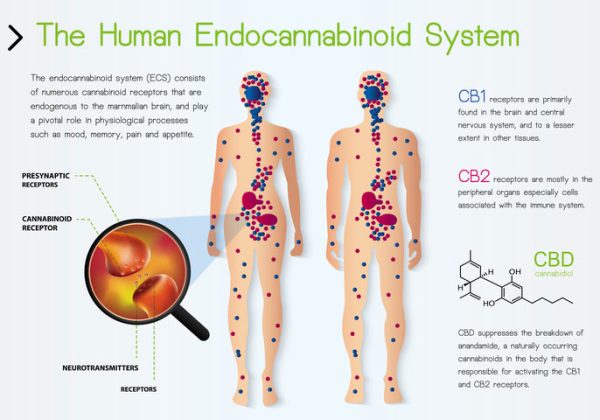 The-Cannabinoid-System